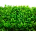 Thảm cỏ nhựa lá cong